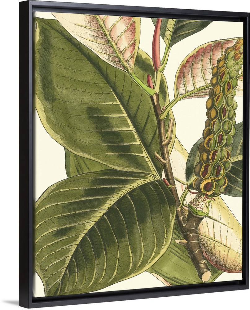 Vintage stylized botanical illustration.
