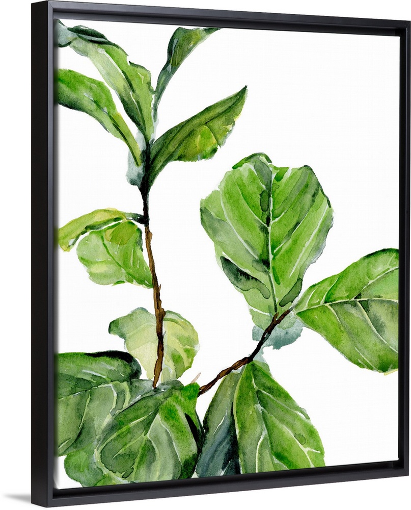 Fiddle Fig II