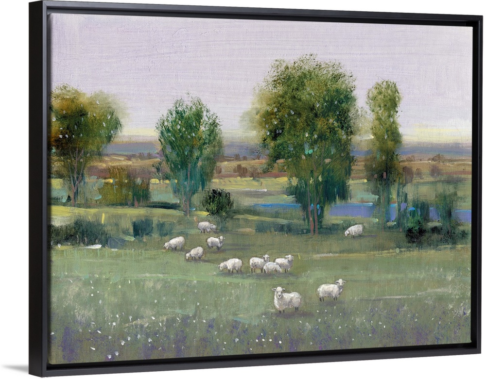 Field of Sheep I