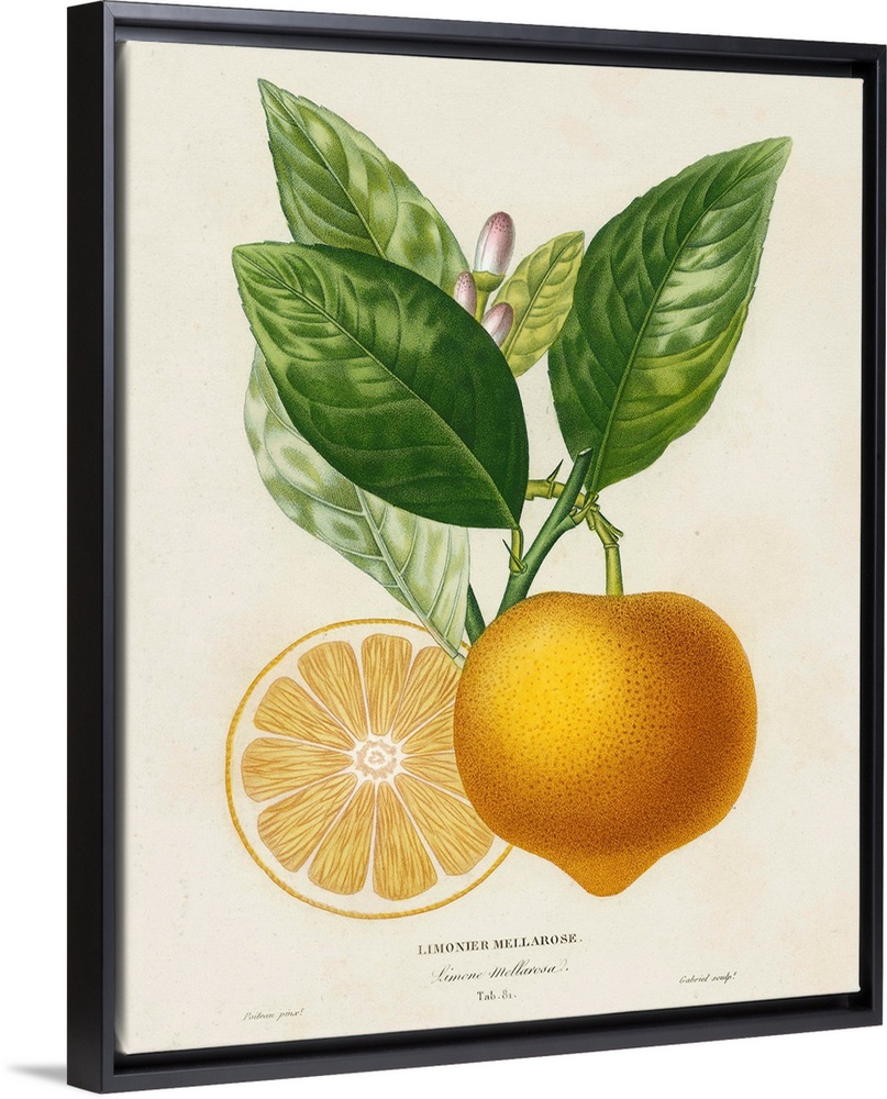Contemporary artwork of a botanical illustration in a vintage style.