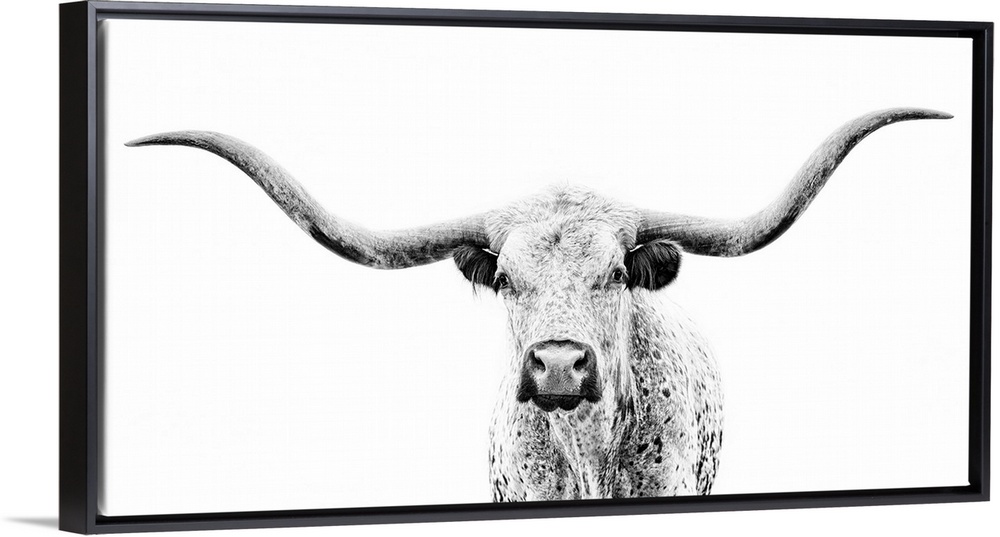 Longhorn Gaze