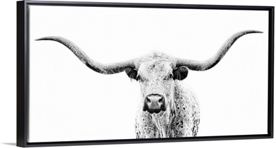 Longhorn Gaze