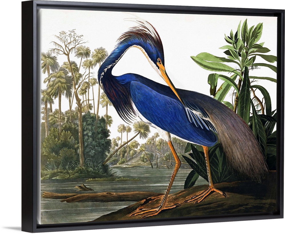 This classic by John James Audubon features an elegant heron with vibrant blue plumage, on a wetland bank. Very traditiona...