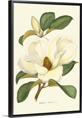 Magnolia