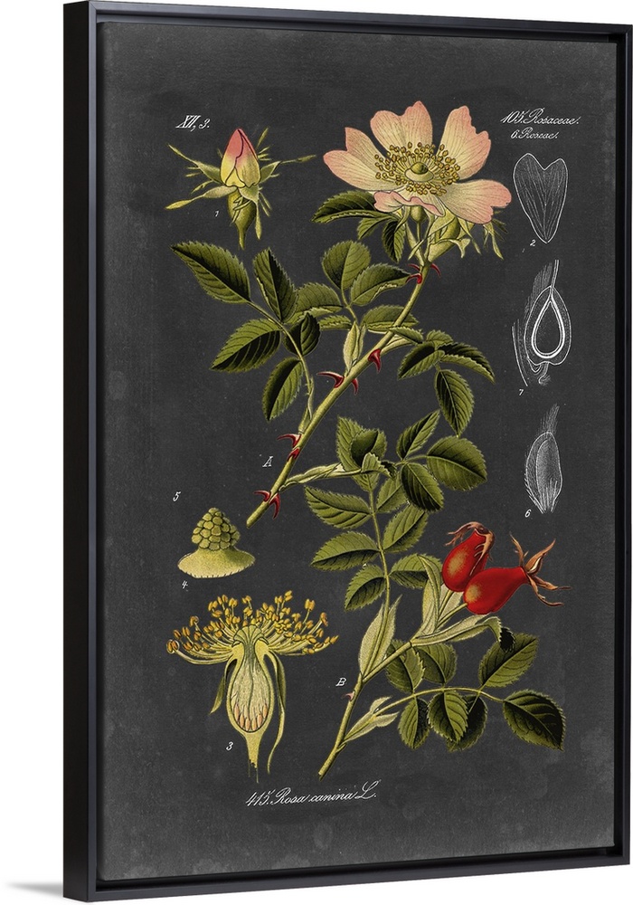 Midnight Botanical I