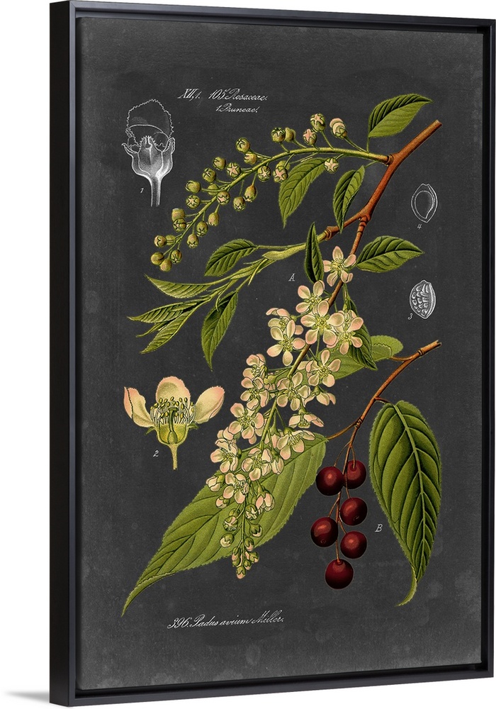 Midnight Botanical II