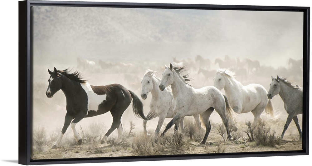 Artistic photograph of wild horses running through a dry landscape kicking up dust into the air.