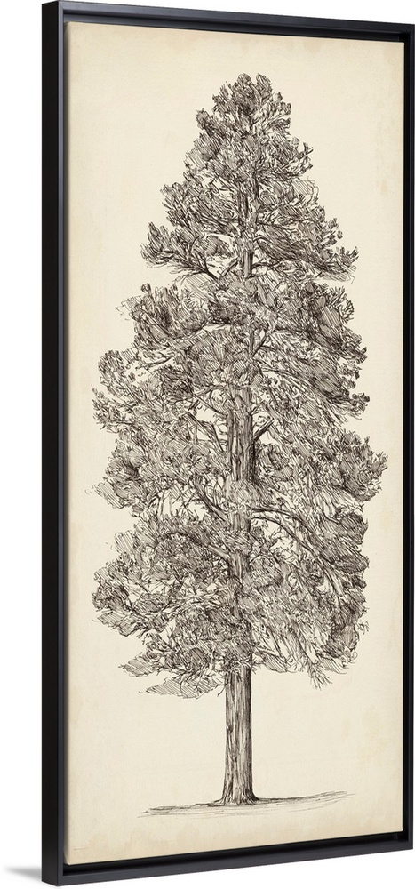 Pacific Northwest Tree Sketch III