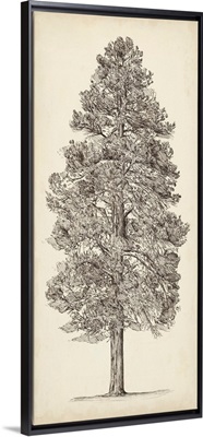 Pacific Northwest Tree Sketch III