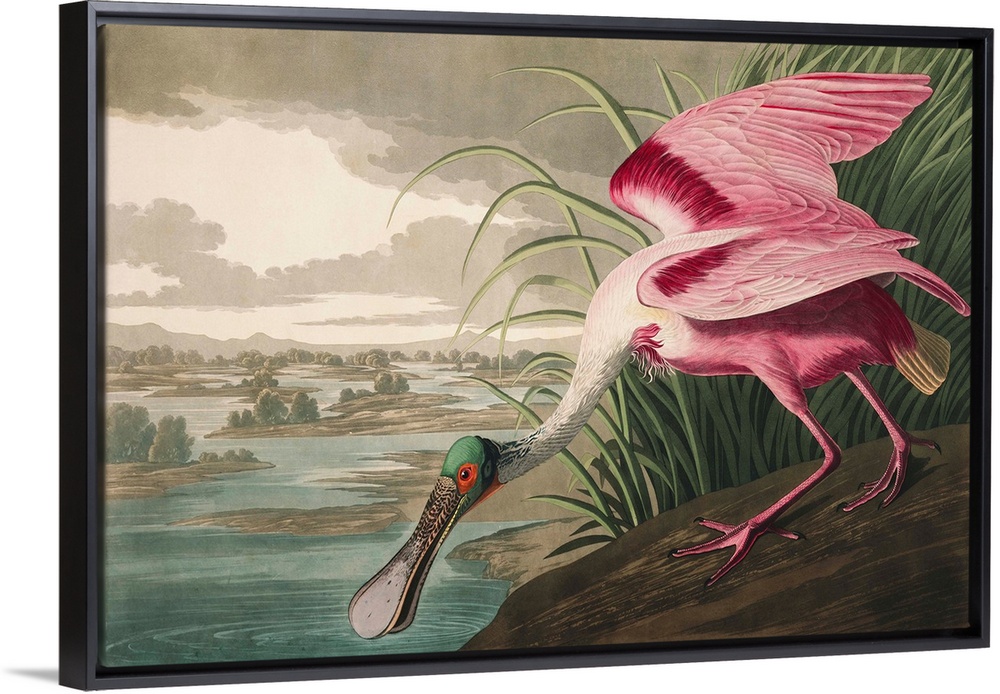 Roseate Spoonbill