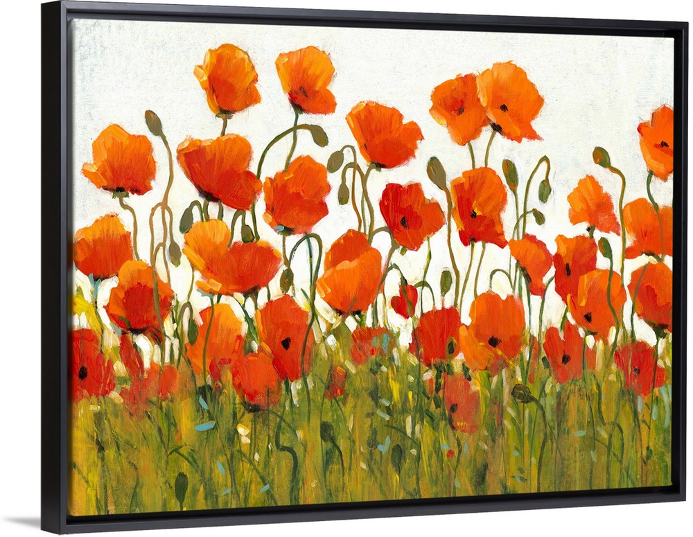 Rows of Poppies I