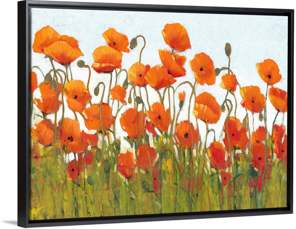 Rows of Poppies II