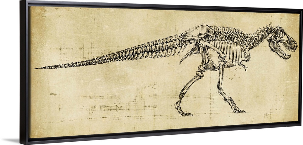 Tyrannosaurus Rex Study