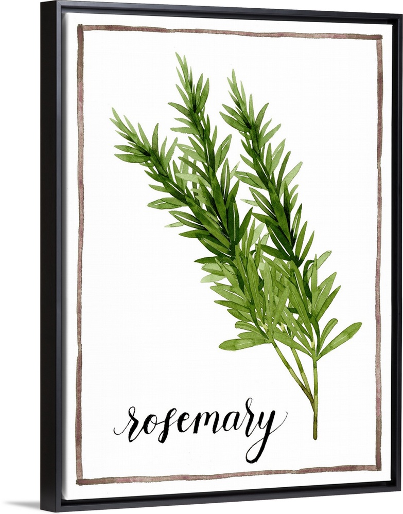 Watercolor painting with sprigs of rosemary on a white background with a brown boarder and the word "rosemary" written in ...