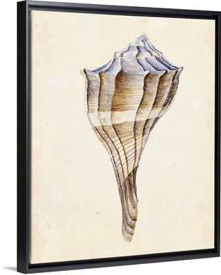 Watercolor Seashell I