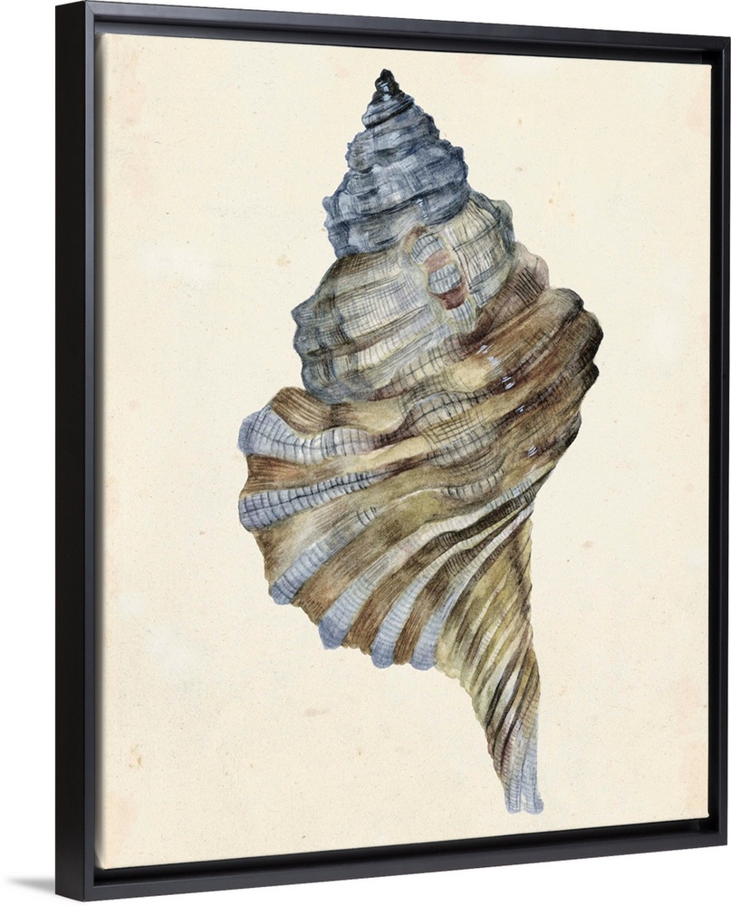 Watercolor seashell in neutral tones.