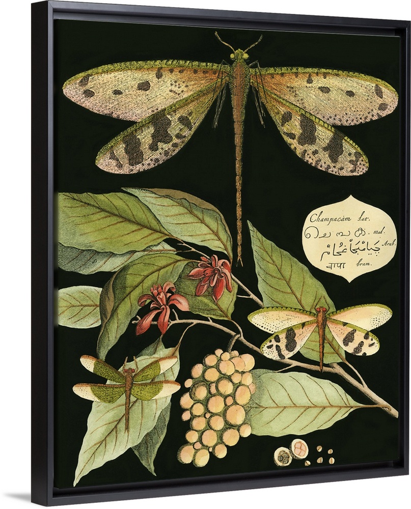 Vintage illustrative stylized dragonfly and various botanical's against a black background.