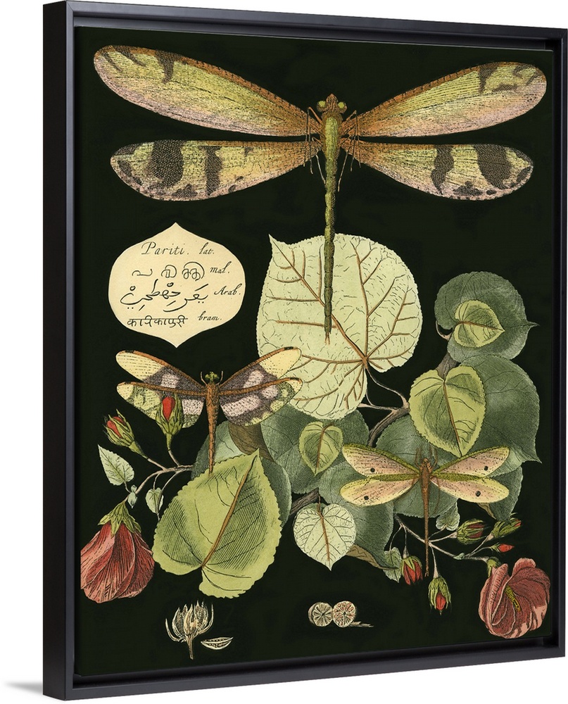 Vintage illustrative stylized dragonfly and various botanical's against a black background.