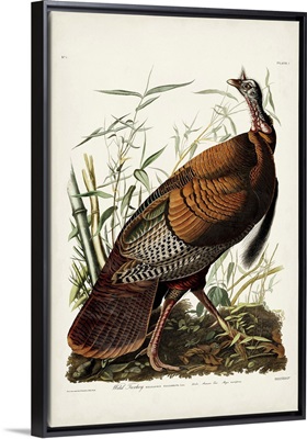 Wild Turkey
