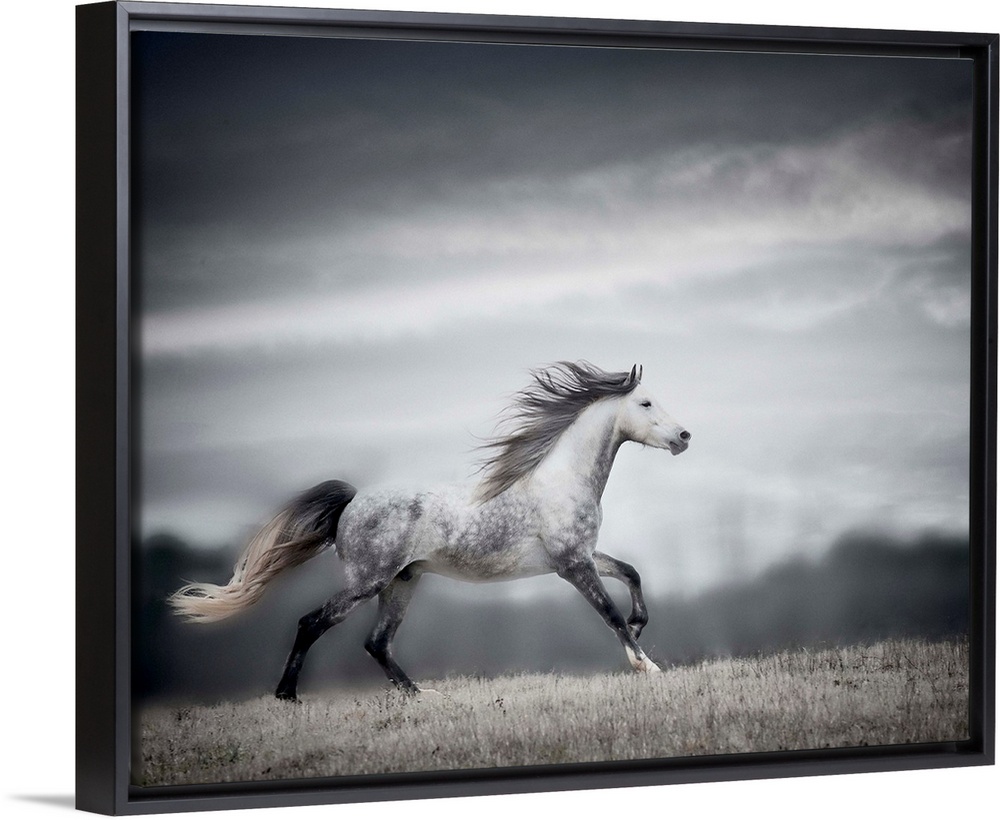 Wind Blown Mane II