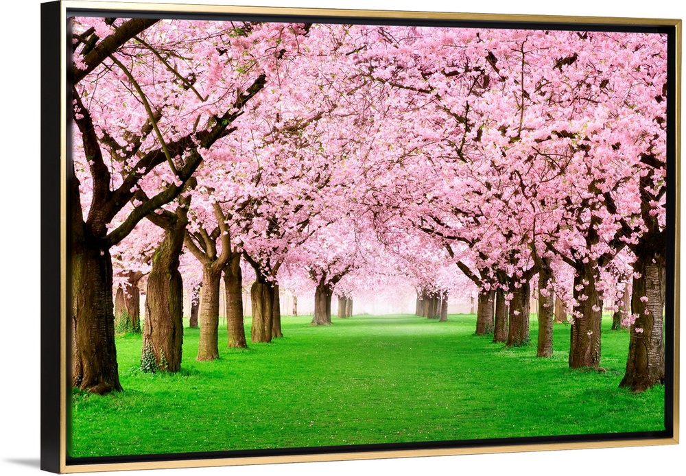 Gourgeous Cherry Trees In Full Blossom