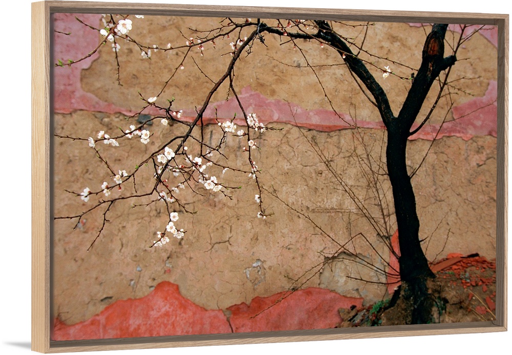 Oversized landscape photograph from the National Geographic Collection of a tree with small white blossoms in front of a n...