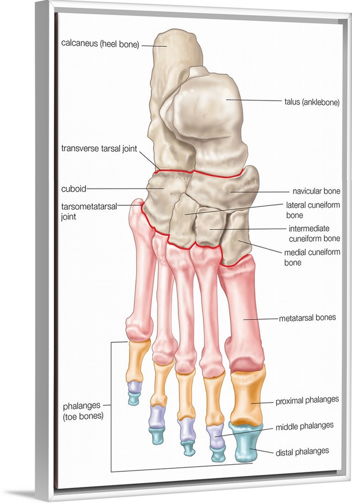 Bones of the foot - dorsal view. skeletal system
