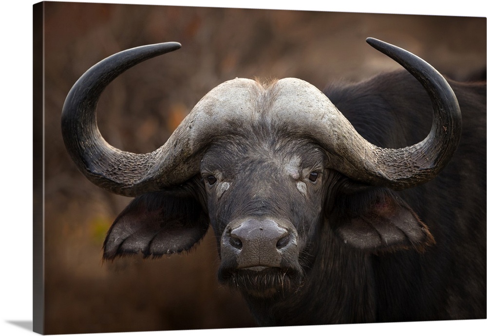 A Cape Buffalo (Syncerus caffer) in Moremi Game Reserve in the heart of the Okavango delta in Botswana.