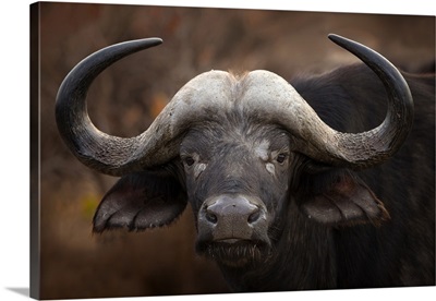 A Buffalo Portrait