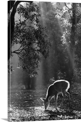 A Fawn In The Forest