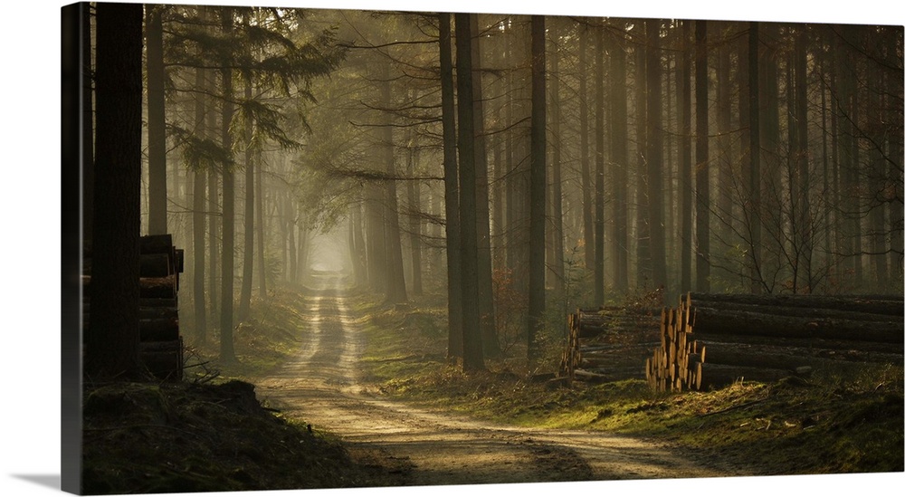 A quiet path cutting through a misty forest, with stacks of logs from cut down trees on the side.