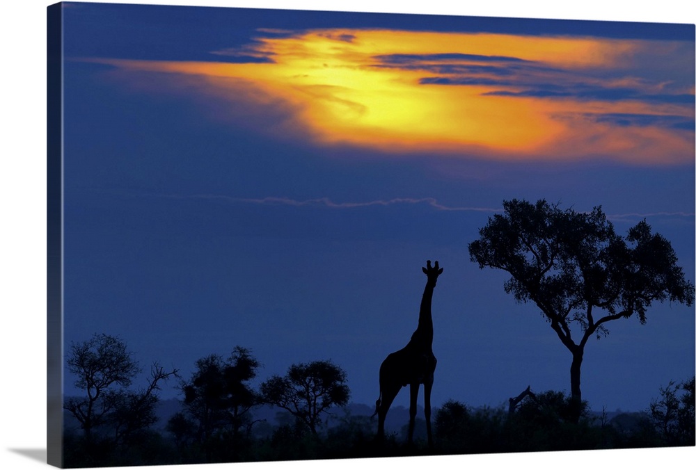 Silhouette of a giraffe standing beside a tree on the Serengeti at sunset, Africa.