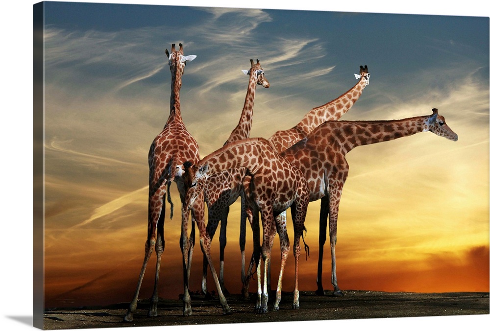 A group of giraffes underneath a dramatic sunset sky.