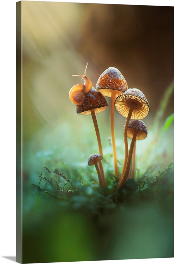 A Lone Snail On A Mushroom