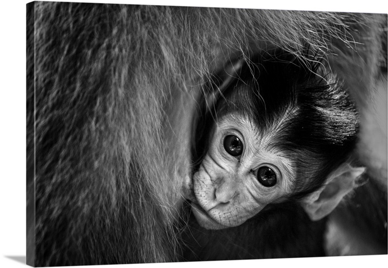 A Mother's Love Wall Art, Canvas Prints, Framed Prints, Wall Peels