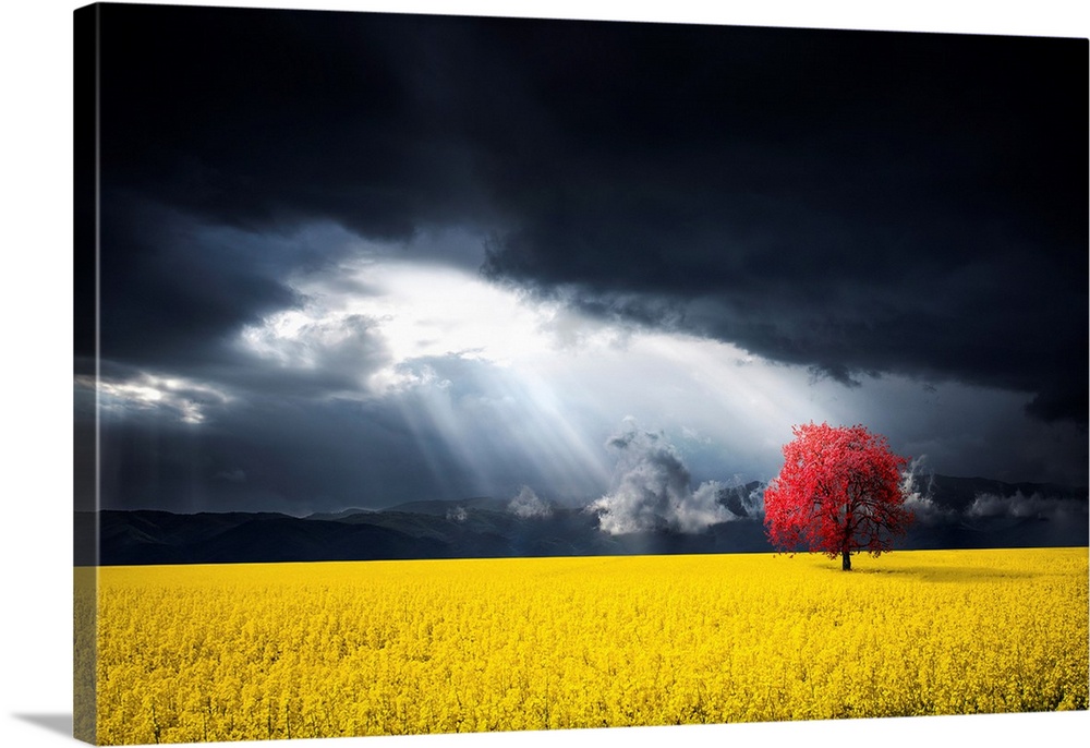 A Red Tree In The Canola Meadow