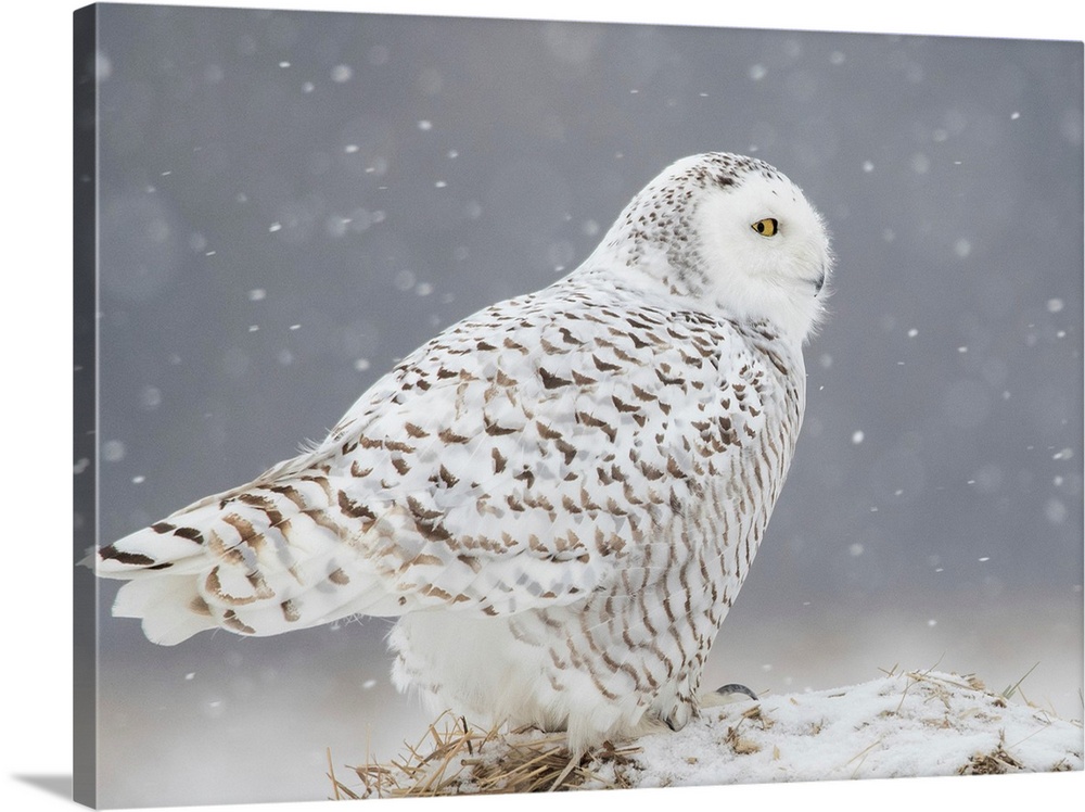 A Side Portrait Of Snowy Owl