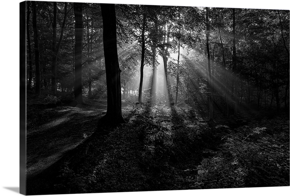 Black and white landscape photograph of the sun beaming through the trees creating rays of light in the woods.