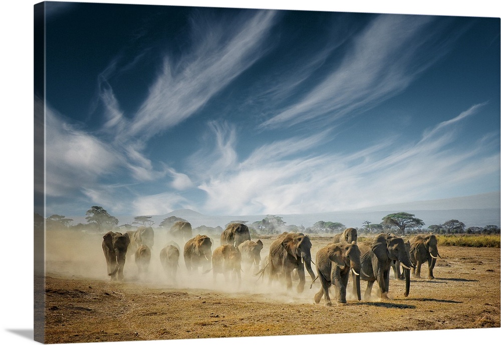 A family of elephants kicking up dust as they walk across the savanna in Africa.