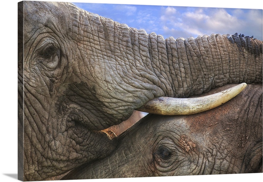 Close-up photograph of two elephants in very close contact, resting their trunks and tusks on top of each other.