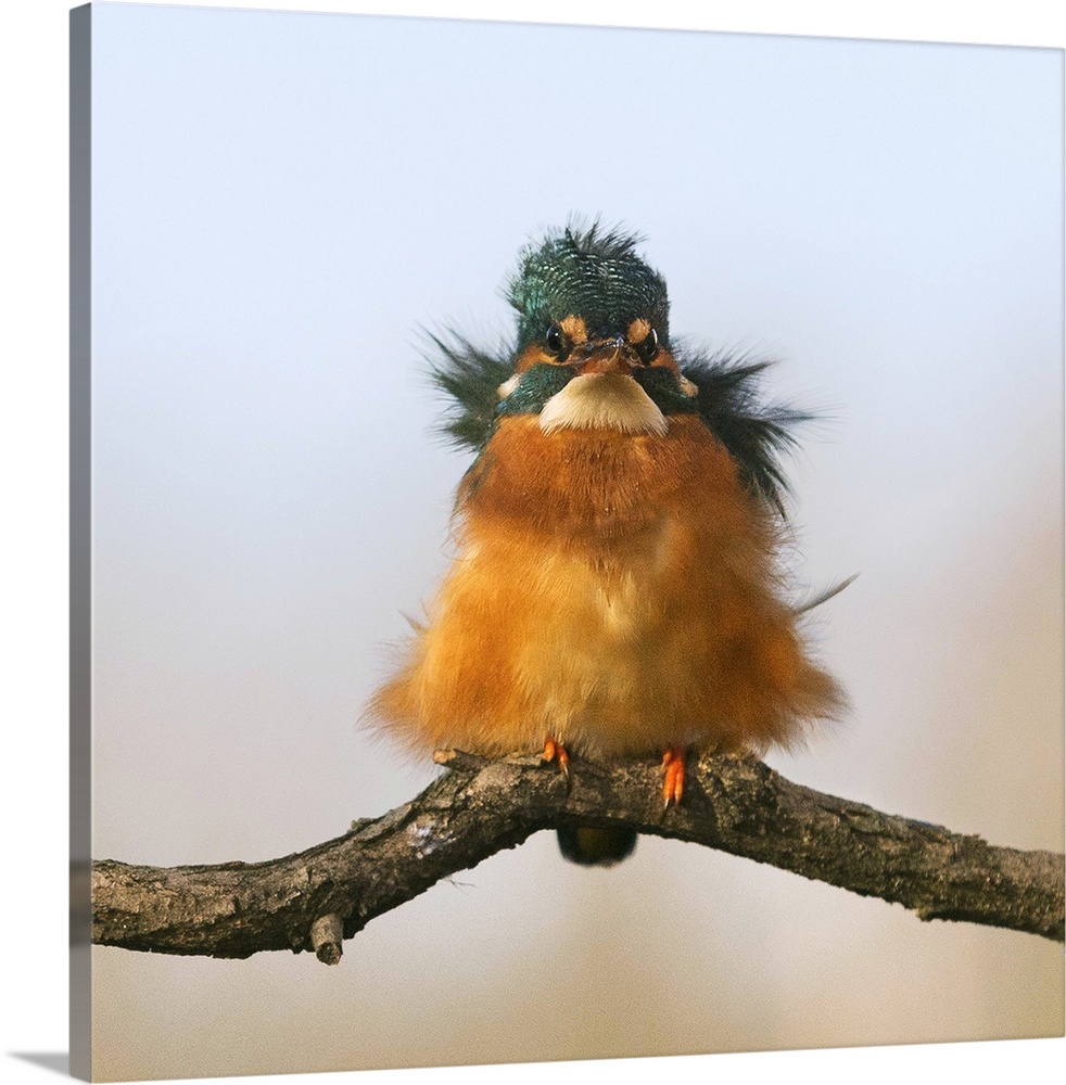 A portrait of a young fluffed up kingfisher bird.