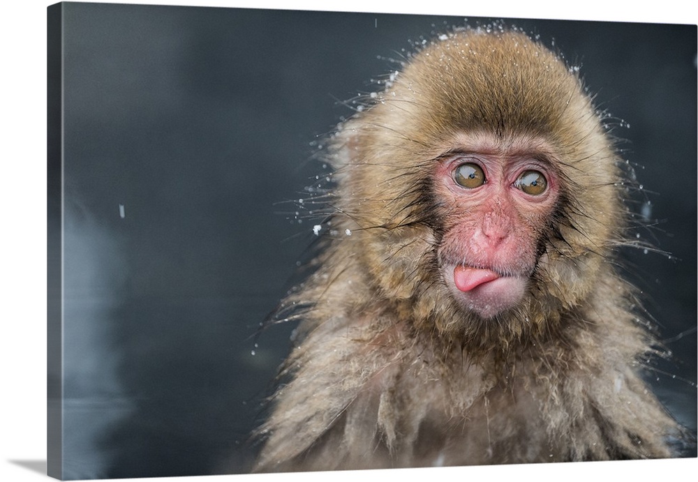 Portrait of a baby monkey covered in water droplets while bathing and sticking its tongue out.