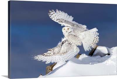 Air Snowy - Snowy Owl