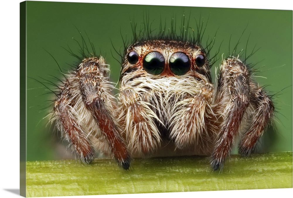 Close up image of a fuzzy spider, with four of its eyes and its mandibles clearly visible.