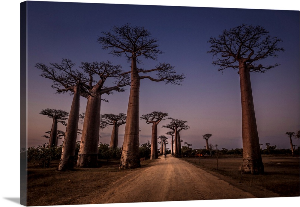 Allace Des Baobabs