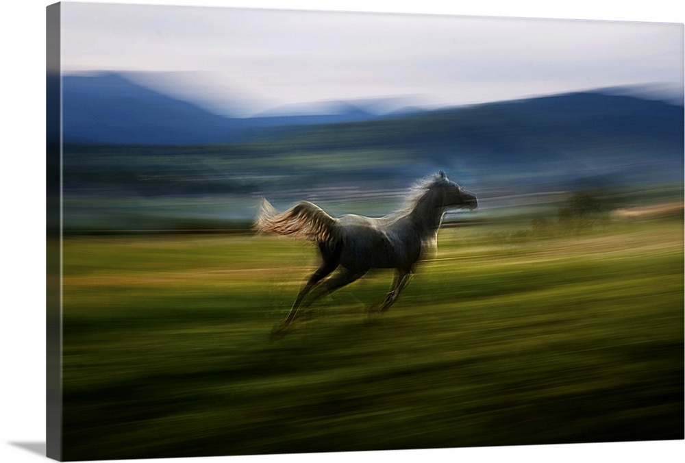 Blurred motion image of a galloping horse in a meadow.