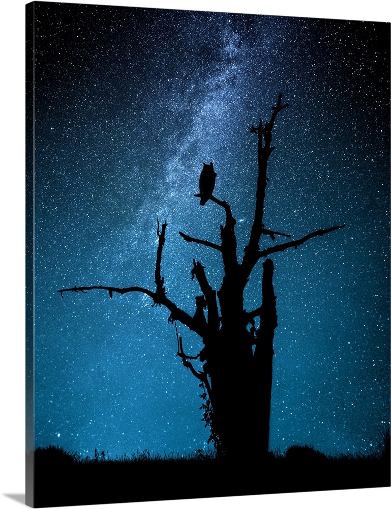 Silhouette of an owl perched in a bare tree against the Milky Way in the starry night sky.