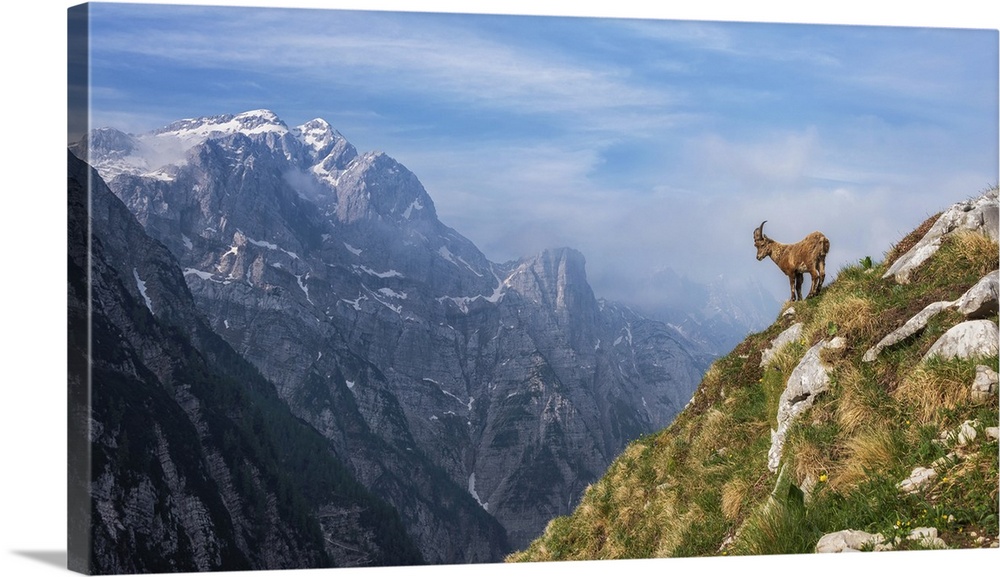 Alpine Ibex In The Mountains