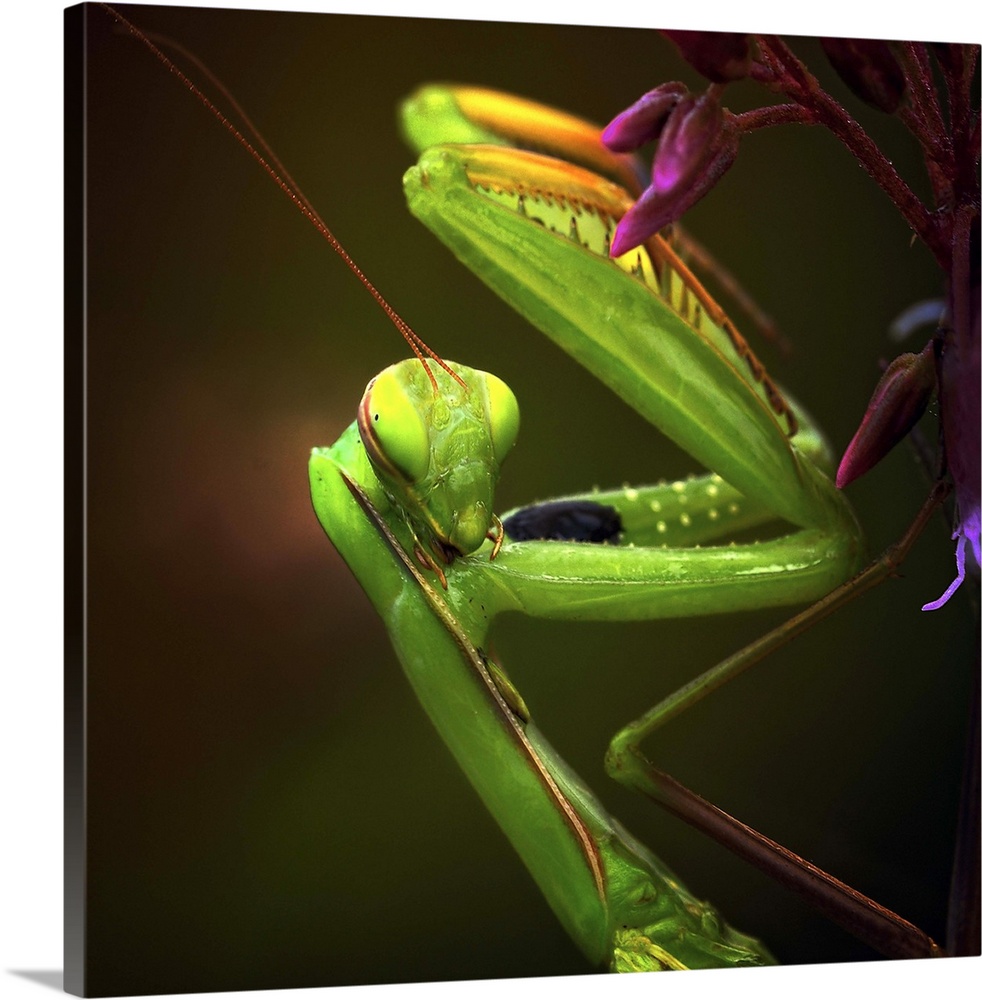 Portrait of a Praying Mantis with its forelegs folded up.