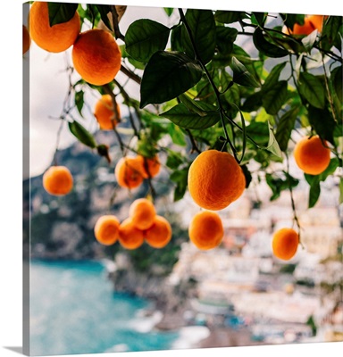Amalfi Coast Oranges
